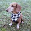 imageLuvable Friends Dog Reversible Pet Dog and Cat Bandana Bibs 2pk Botanical Leopard One SizePlaid Camo