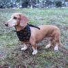 imageLuvable Friends Dog Reversible Pet Dog and Cat Bandana Bibs 2pk Houndstooth Hearts One Size